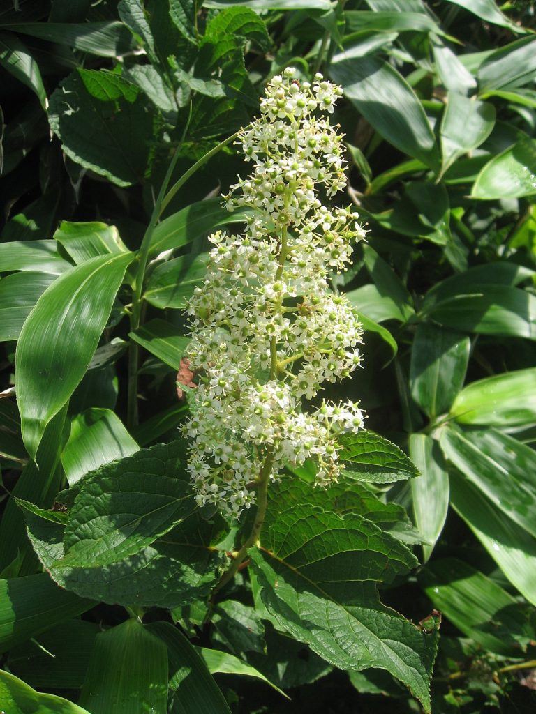 Tripterygium wilfordii a&nbsp;Crohnova choroba