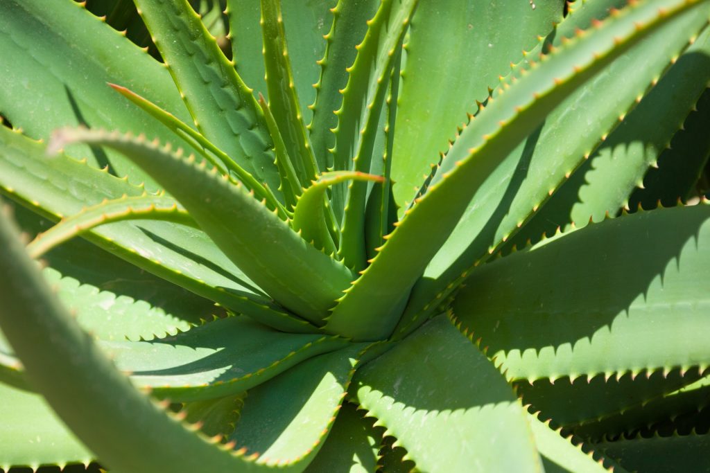 Aloe vera a&nbsp;ulcerózna kolitída