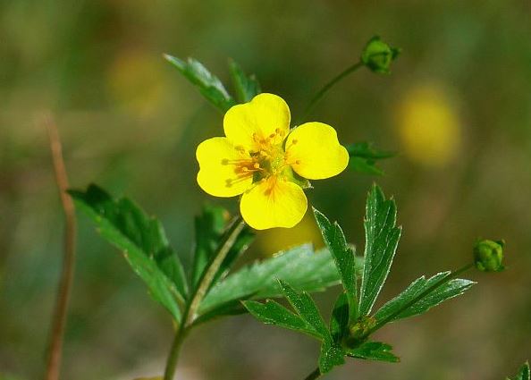 Nátržník vzpriamený (tormentil) a&nbsp;ulcerózna kolitída